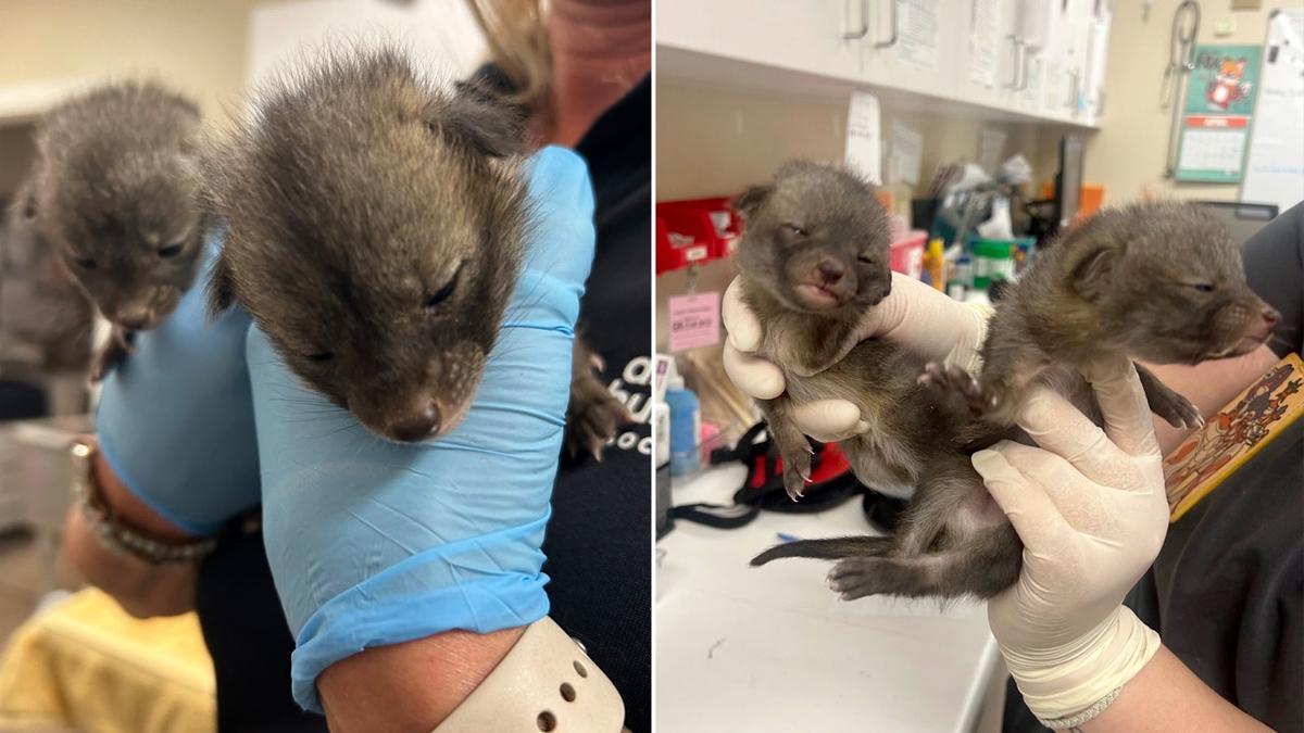 A well-meaning person dropped off a litter of what she thought were kittens to the Arizona Humane Society in April. They were actually baby foxes.