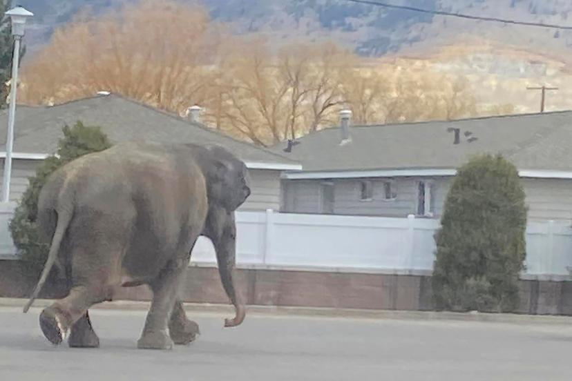 Elephant walking crossing road in Butte, Montana