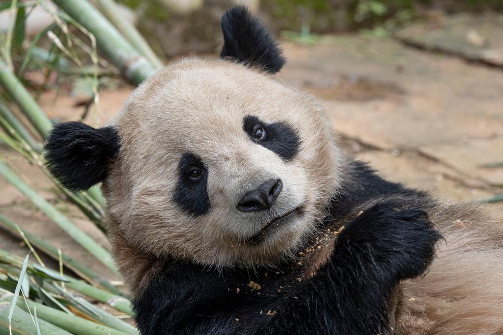 This photo released by the San Diego Zoo shows giant panda Yun Chuan on Thursday, April 25, 2024, in the Sichuan province of China.