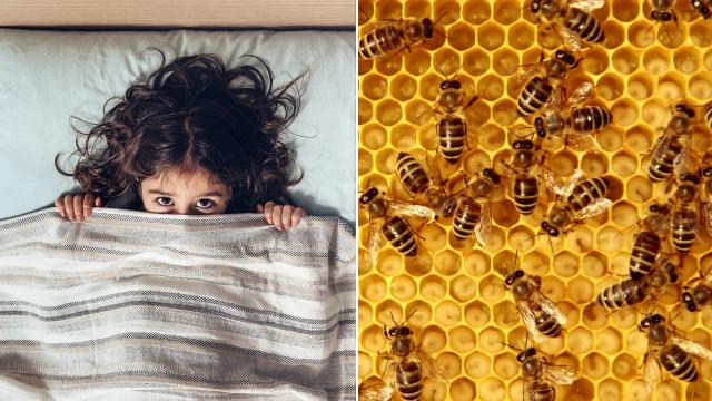 There were 50,000 bees in the Class family's house; the bees were found behind the walls of one of their children's bedrooms