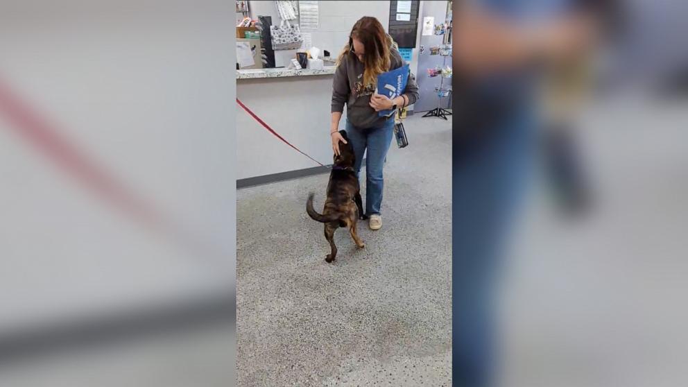 Bella, a five-legged dog, was adopted from the Wisconsin Humane Society on May 3.