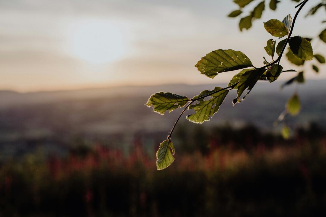 Leaf in the sunlight