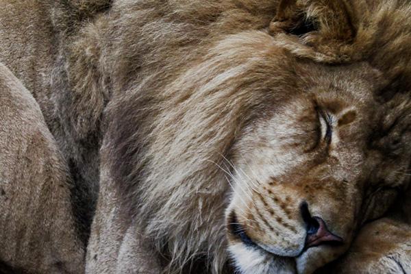 5 Ways God Kept Daniel Through A National Crisis