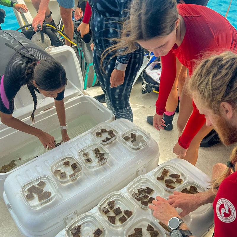 Sara McElroy collected coral 