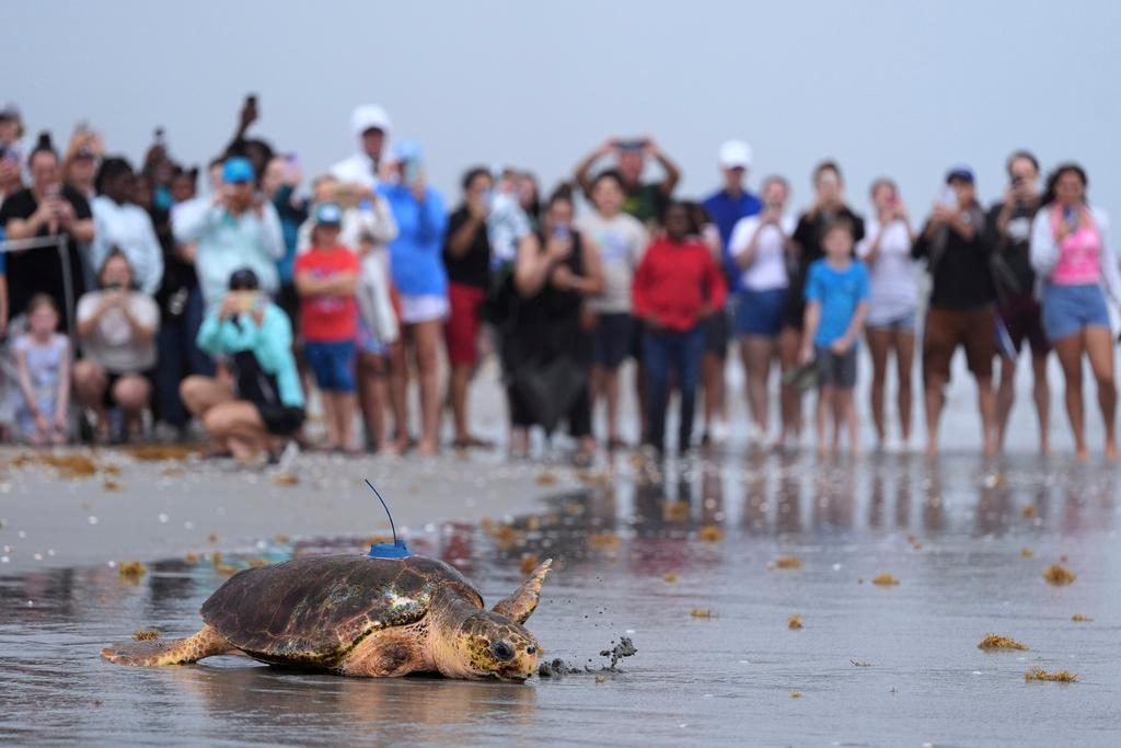 “Every time we can release a turtle back into the wild is special and not just for us but for all the interns and volunteers and everyone that puts an effort to getting these turtles back out there."
