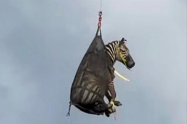 Airlifting of a zebra named Ed that had evaded capture for several days 