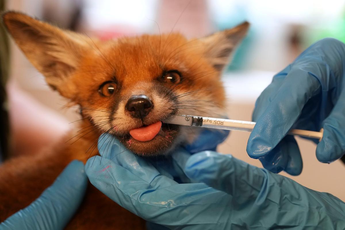 Fox with syringe in his mouth being held with gloved hands