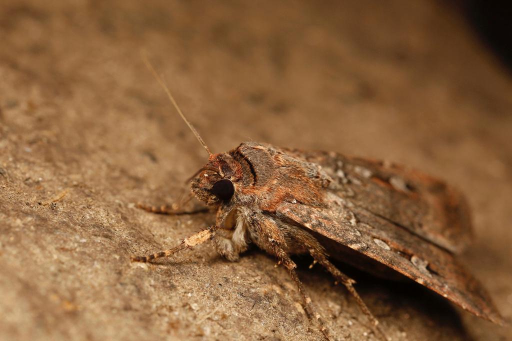 Australian Bogong moth at the Ramshead Range of the Snowy Mountains in New South Wales, Australia