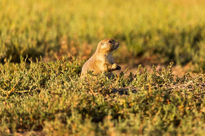 Prairie dog