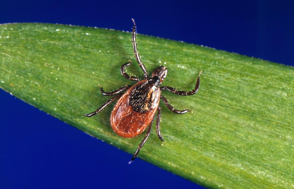 A blacklegged tick, also known as a deer tick, a carrier of Lyme disease