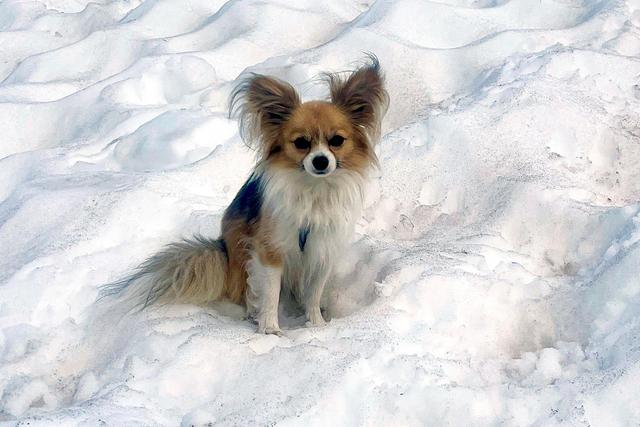 Chihuahua dog sits on snow awaiting owner's rescue