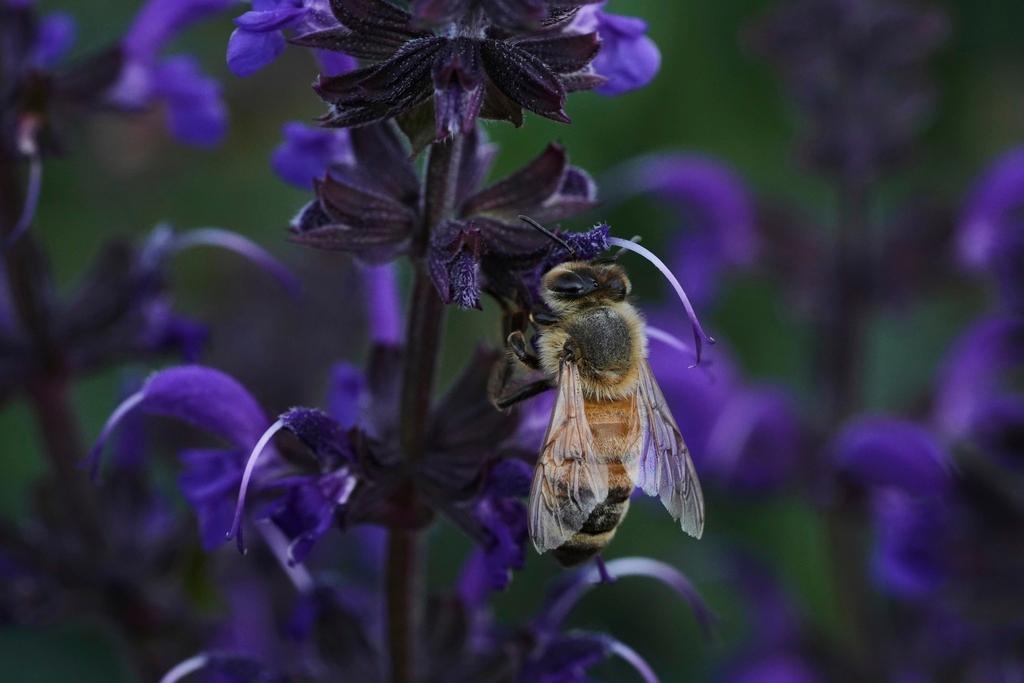 A honeybee feeds on blue sage at Black Swamp Preserve in Bowling Green, Ohio