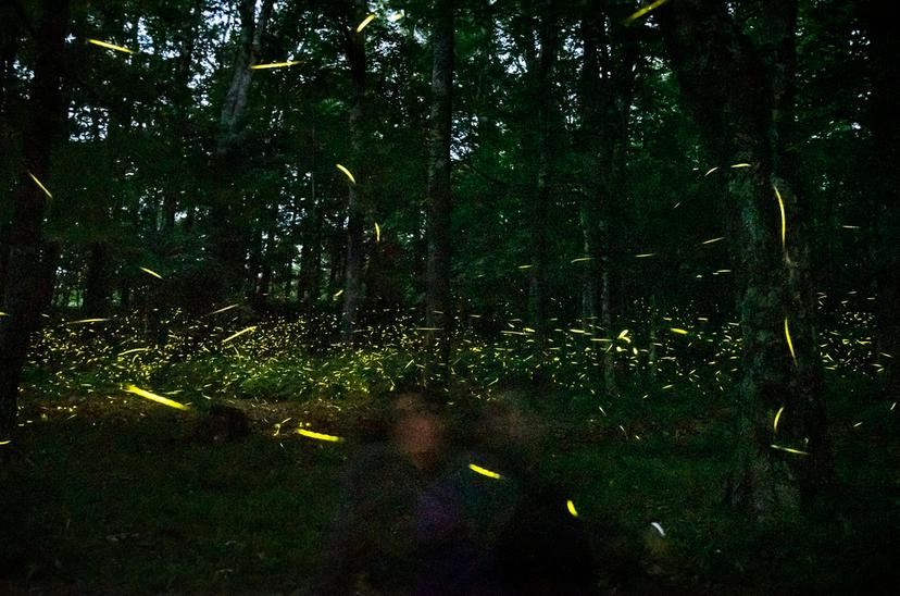 Landis Taylor, Assistant Vice President of Marketing and Communications for the Grandfather Mountain Stewardship Foundation, watches fireflies as they illuminate a wooded area near the Woods Walk Trail at Grandfather Mountain in Linville, N.C. 