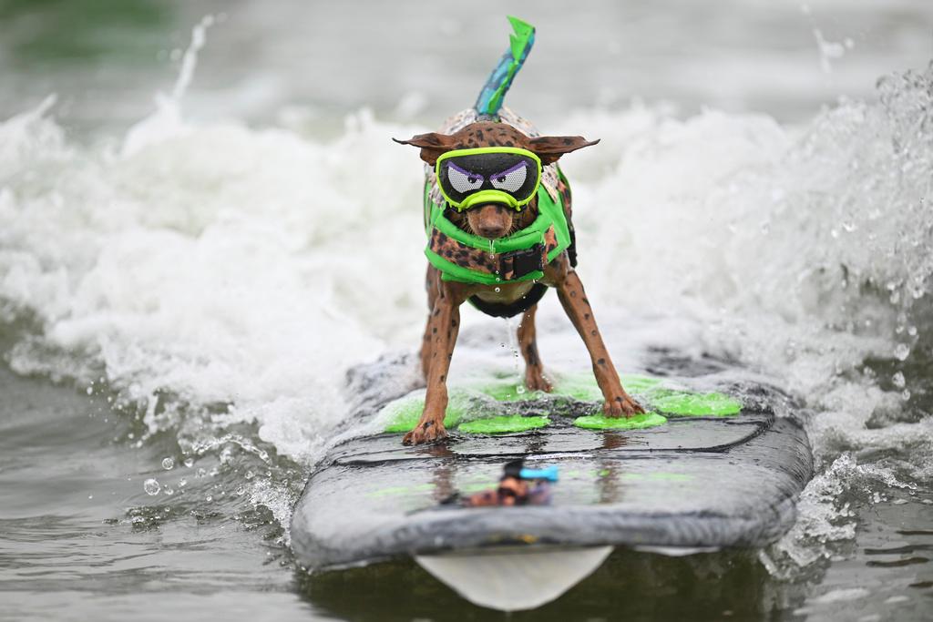 Rusty the surfing minpin catches a wave in the second heat of small dogs during the World Dog Surfing Championships in Pacifica, Calif. (2024)