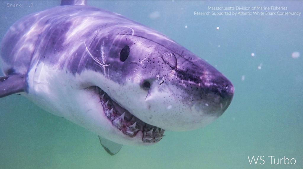 Great white shark named 'Turbo'