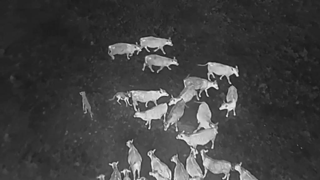 wolves - night drone image 