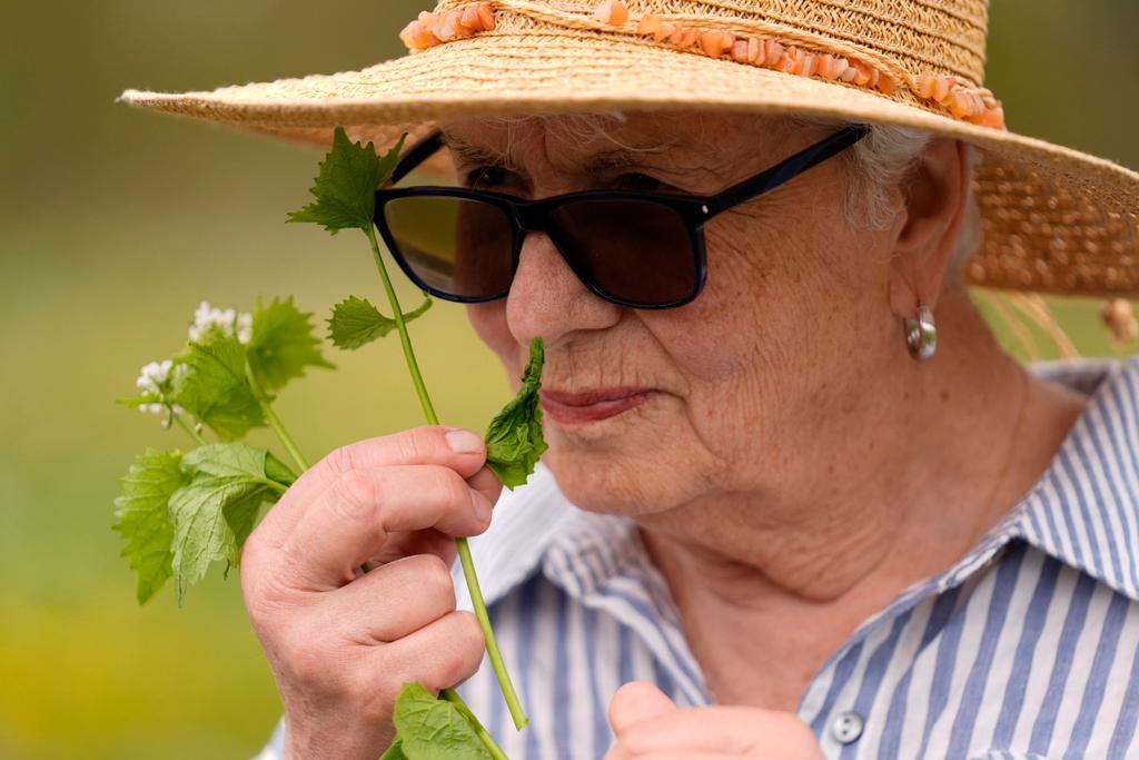 Nelda Quigley, of Beverly, Mass., smells a plant during a foraging class in Wenham, Mass. 