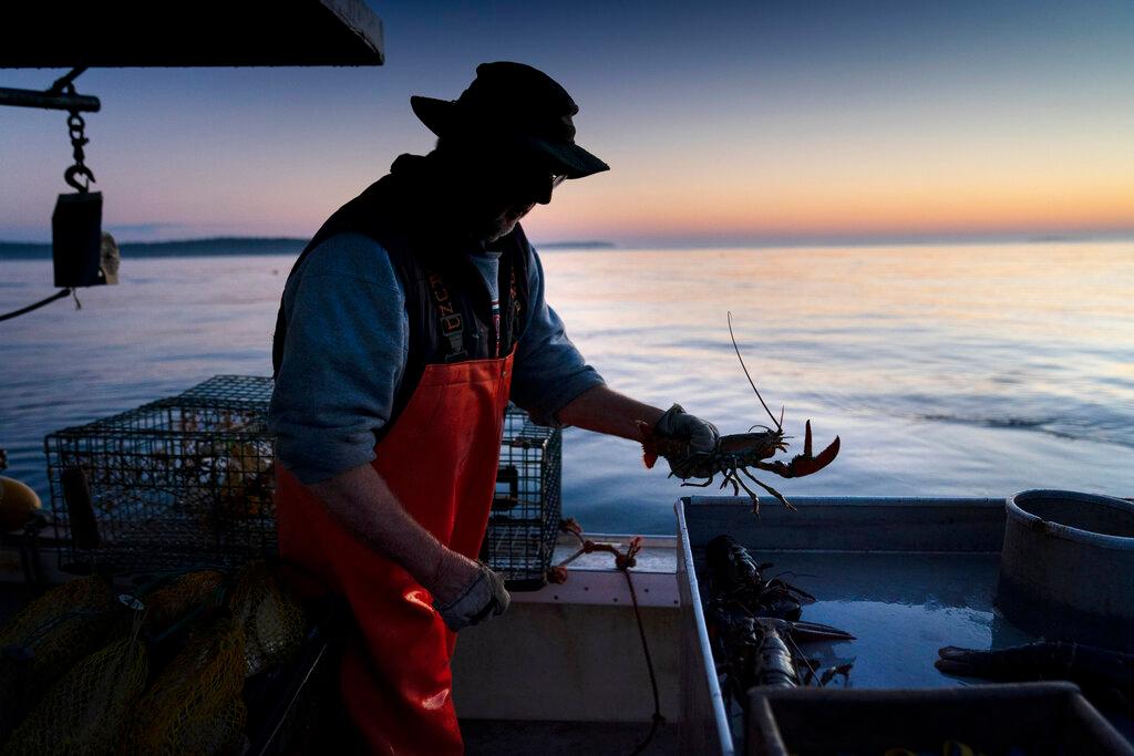 Max Oliver moves a lobster to the banding table aboard his boat while fishing off Spruce Head, Maine.