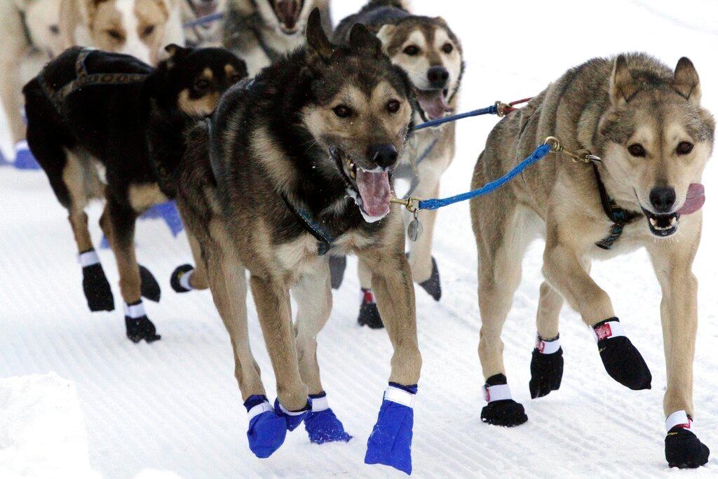 The lead dogs for musher Bailey Vitello of Milan, New Hampshire, run down Fourth Avenue during the Iditarod Trail Sled Dog Race's ceremonial start in downtown Anchorage, Alaska, on Saturday, March 4, 2023. The smallest field ever of only 33 mushers will start the competitive portion of the Iditarod Sunday, March 5, 2023, in Willow, Alaska.