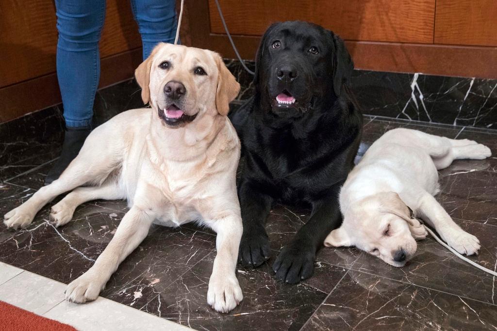 Labrador retrievers
