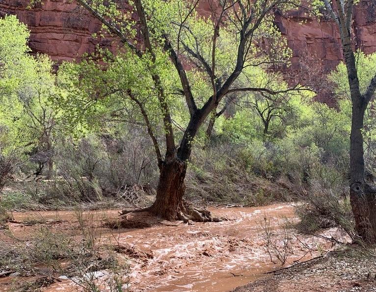 In this photo provided by Shannon Castellano, floodwaters, which washed away a bridge to a campground, flow through the Havasupai Indian Reservation in Arizona on Friday, March 17, 2023.