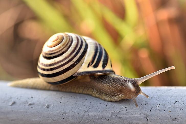 Snail