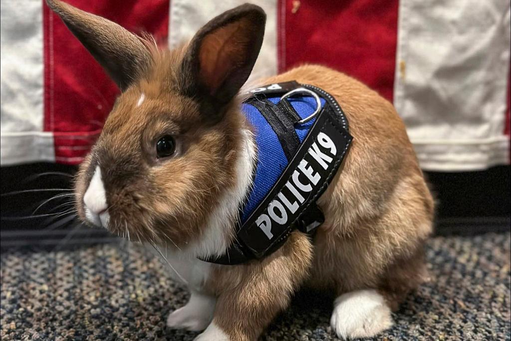 Officer Cottontail