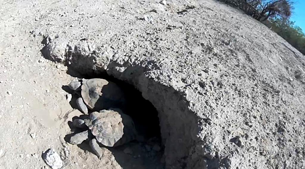 Mojave Max, top, and another desert tortoise emerge from their burrow, Monday, April 24, 2023, at the Desert Preserve in Las Vegas