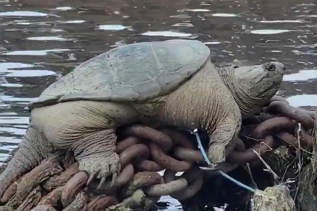 snapping turtle relaxing along a Chicago River