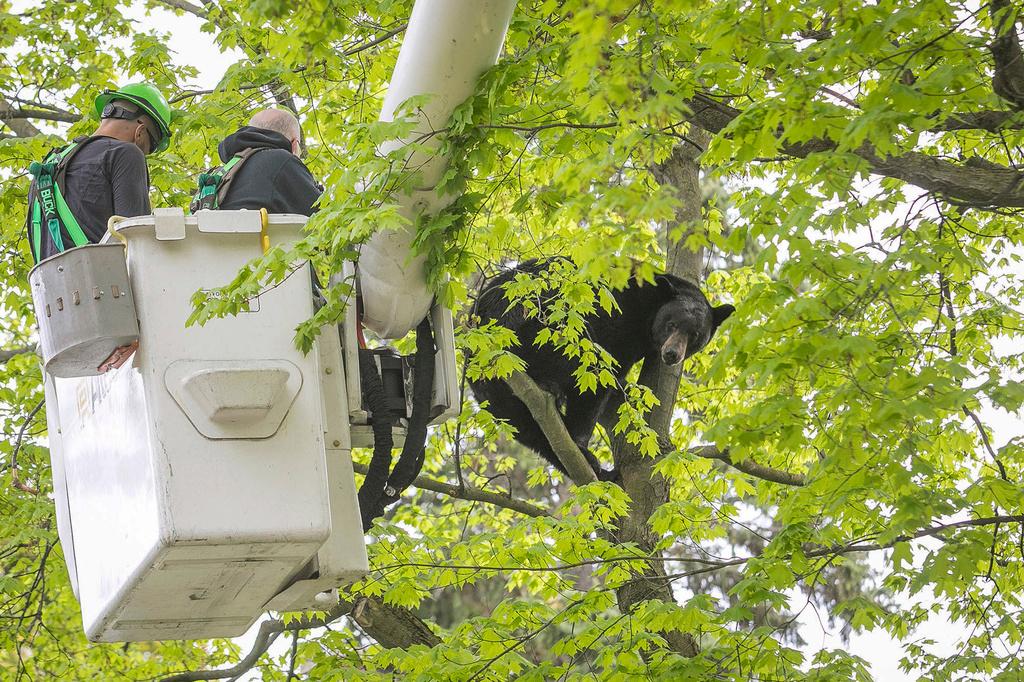 Michigan Department of Natural Resources Wildlife Biologist Steve Griffith prepares to fire a tranquilizer dart into a black bear in a tree outside of a home in Traverse City, Mich.