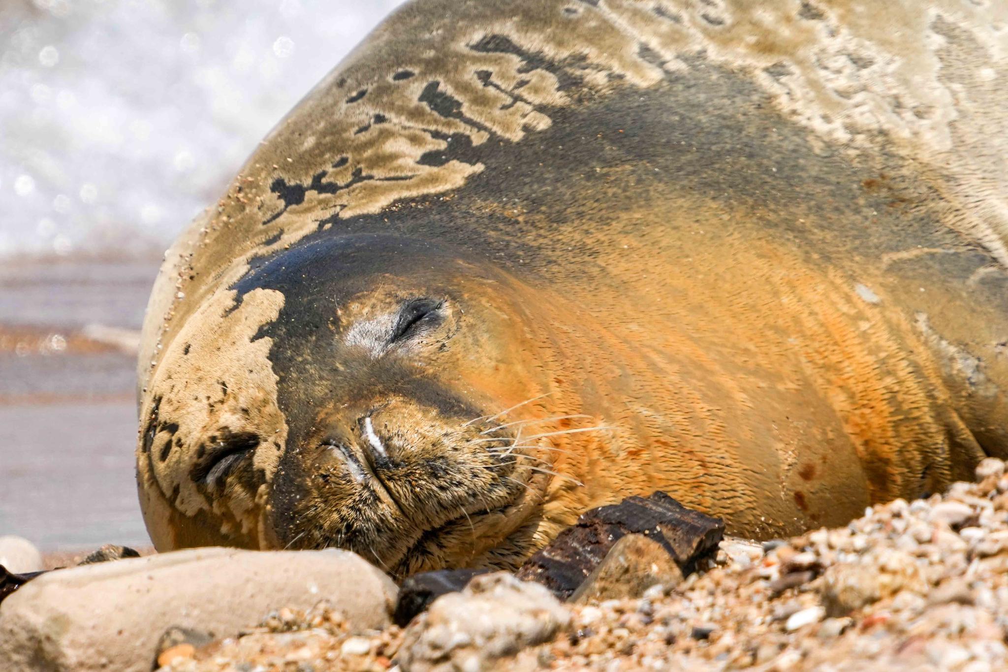 Yulia, an endangered Mediterranean monk seal rests on the beach in Tel Aviv, Israel, Tuesday, May 16, 2023.