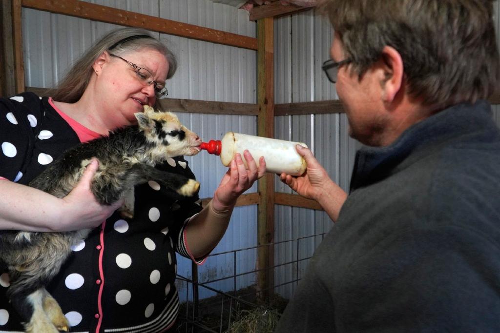 Rev. Ann Zastrow of First Lutheran Church near Pipestone, Minn., feeds a newborn lamb with the help of sheep farmer Craig Thies
