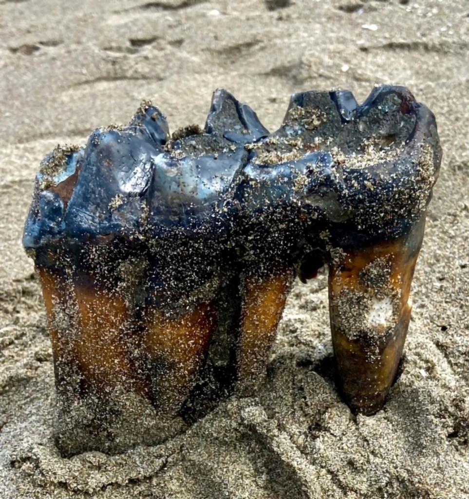 Mastodon Tooth in the sand at an Aptos, Calif., beach