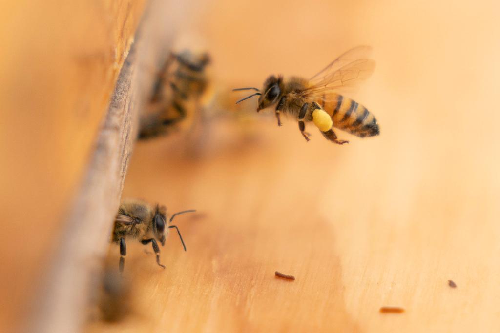 A bee arrives at a hive on the roof of the Warren Rudman U.S. Court House, Friday, May 5, 2023, in Concord, N.H.
