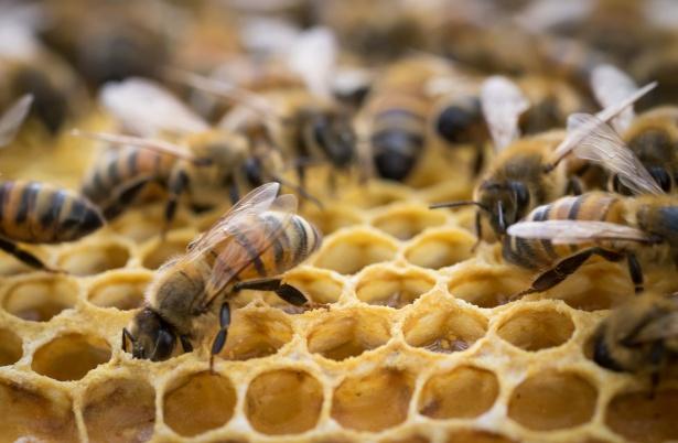Bees