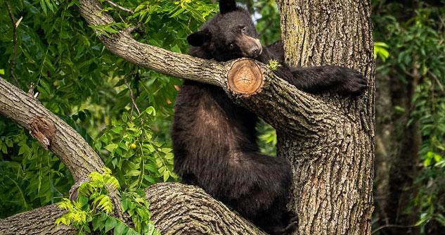 Bear holding onto a tree trunk, sitting on a big branch