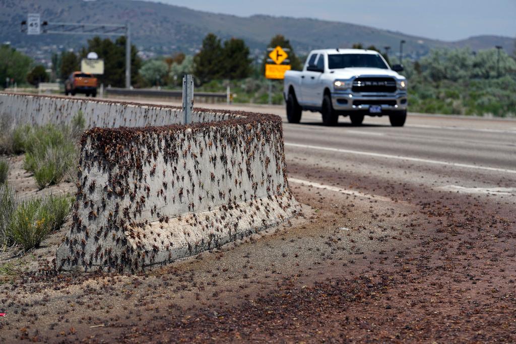 Mormon crickets make their way over a Jersey barrier during the migration of Mormon crickets