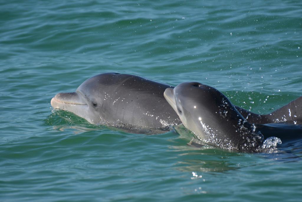 Bottlenose dolphins swim in open waters off Sarasota Bay, Florida