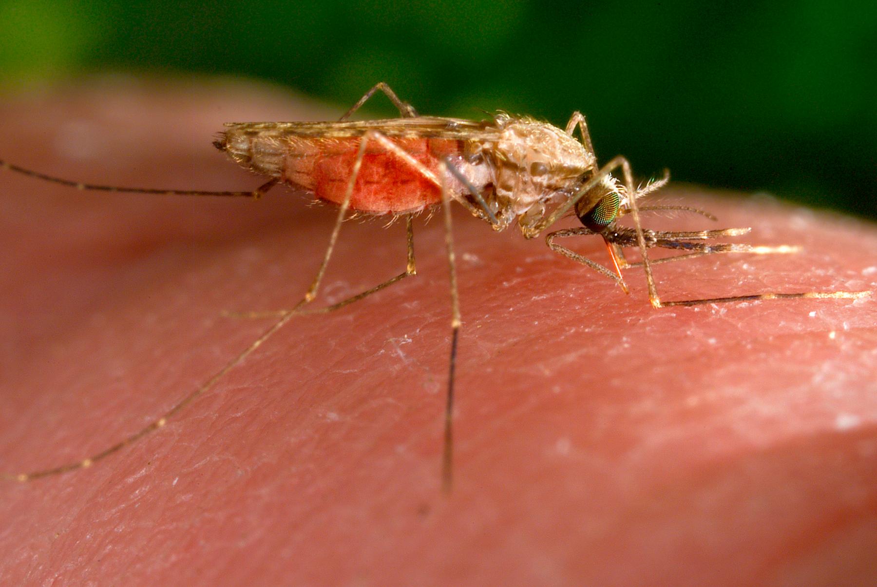 This 2014 photo made available by the U.S. Centers for Disease Control and Prevention shows a feeding female Anopheles gambiae mosquito.