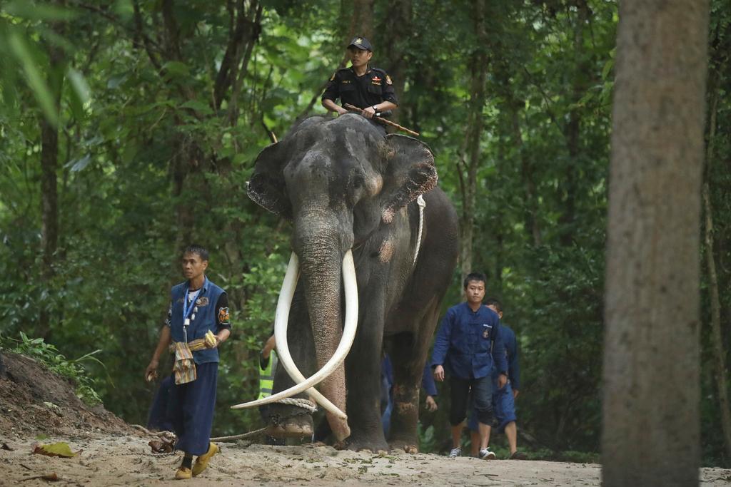 Mahout ride "Sak Surin," an ailing elephant that had allegedly not been well cared-for in Sri Lanka, which had received it as a gift from the Thai government, but was returned to its home country and taken to the Thai Elephant Conservation Center in Lampang province in northern Thailand on Sunday, July 2, 2023.
