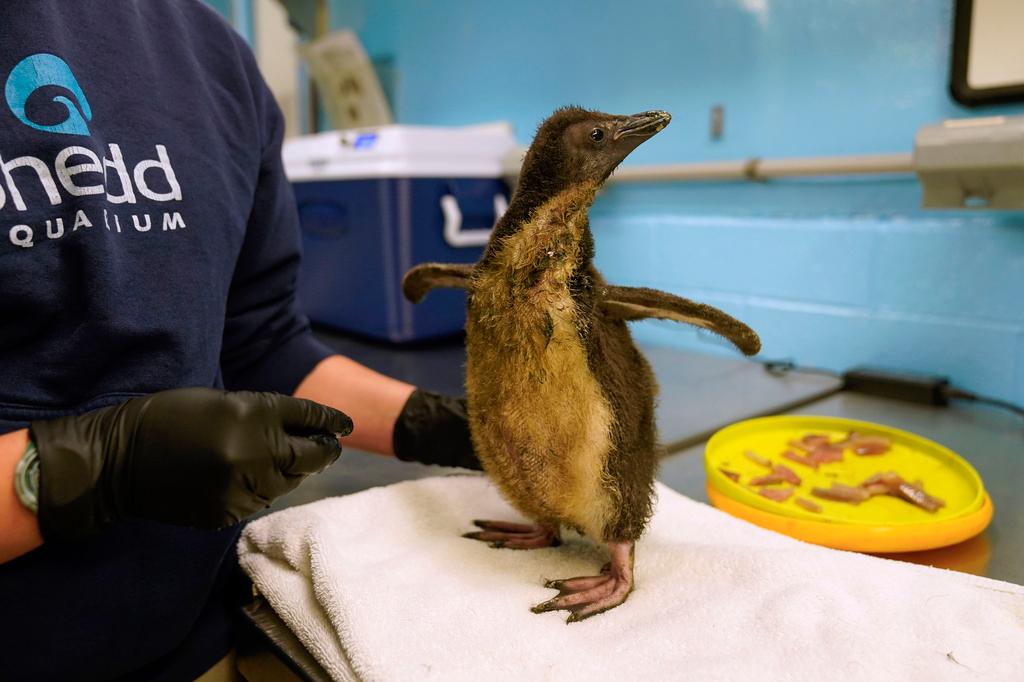 The newest member of Shedd Aquarium's penguin population, a southern rockhopper chick hatched June 16, is fed during a daily wellness exam, Thursday, July 13, 2023, in Chicago. 