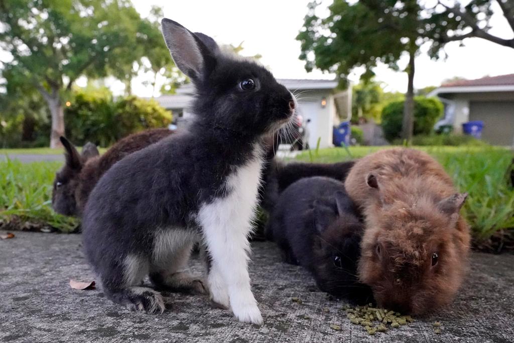 Rabbits gather to eat food left by a resident in Wilton Manors, Fla.
