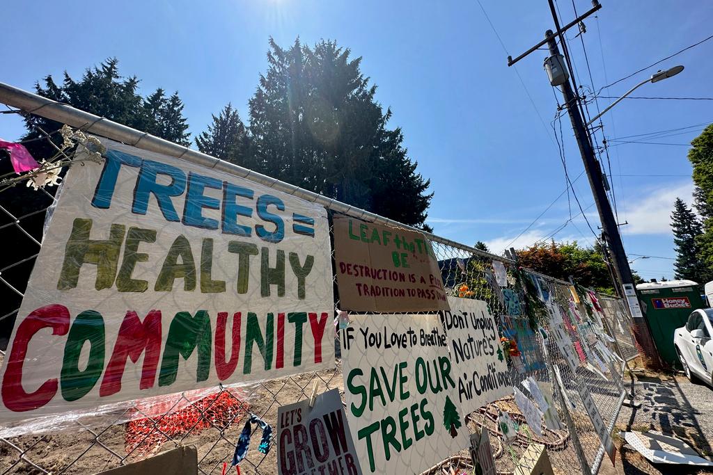 A Western red cedar tree nicknamed Luma stands behind a fence where signs protesting its removal were hung in Seattle, Thursday, July 20, 2023.