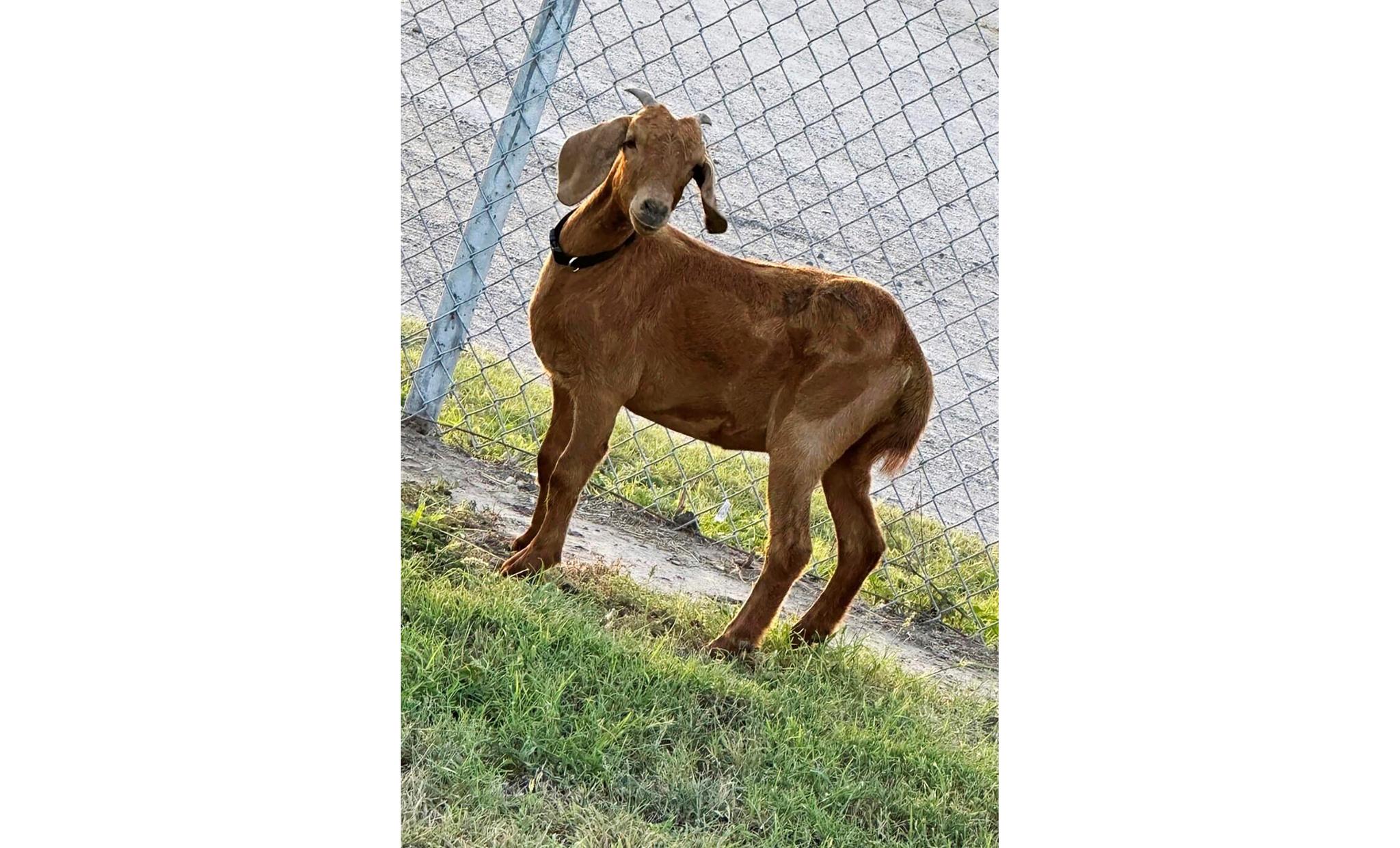 This photo provided by the Willacy County Livestock Show and Fair shows a rodeo goat named Willy, who went missing on July 15, 2023, in a rural South Texas county. 