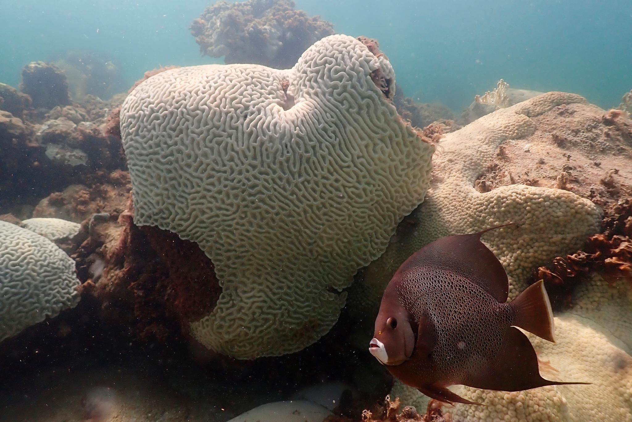 In this image provide by NOAA, a fish swims near coral showing signs of bleaching at Cheeca Rocks off the coast of Islamorada, Fla., on July 23, 2023.