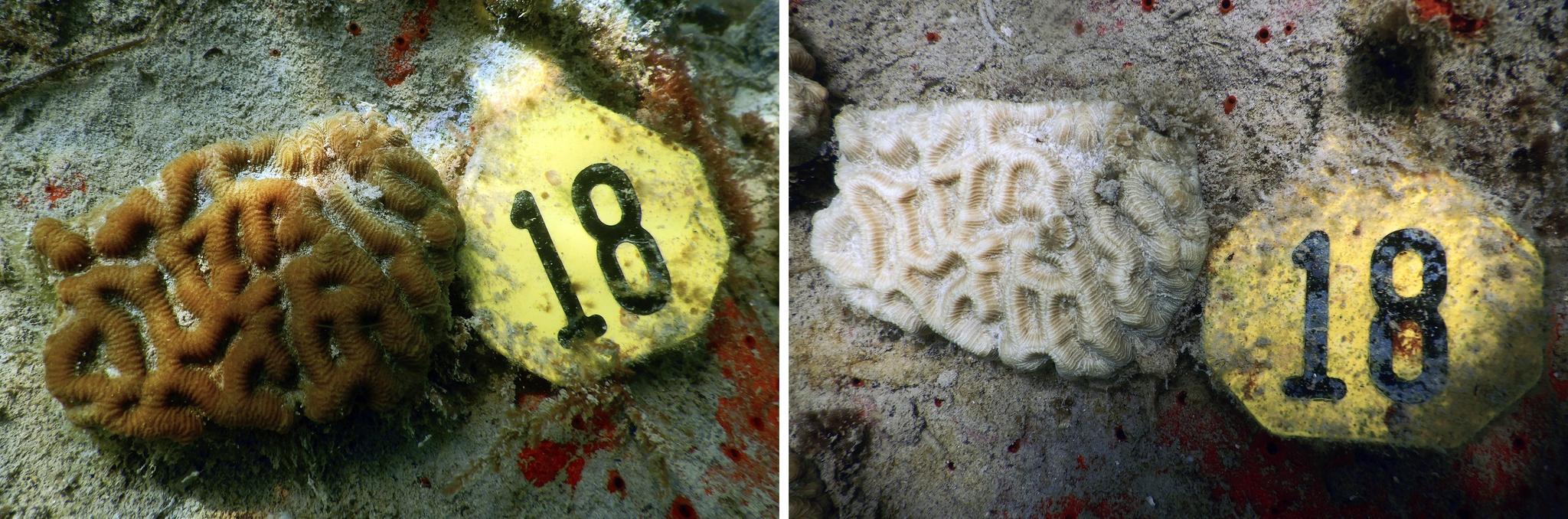 A side-by-side picture of coral, first healthy and then bleached