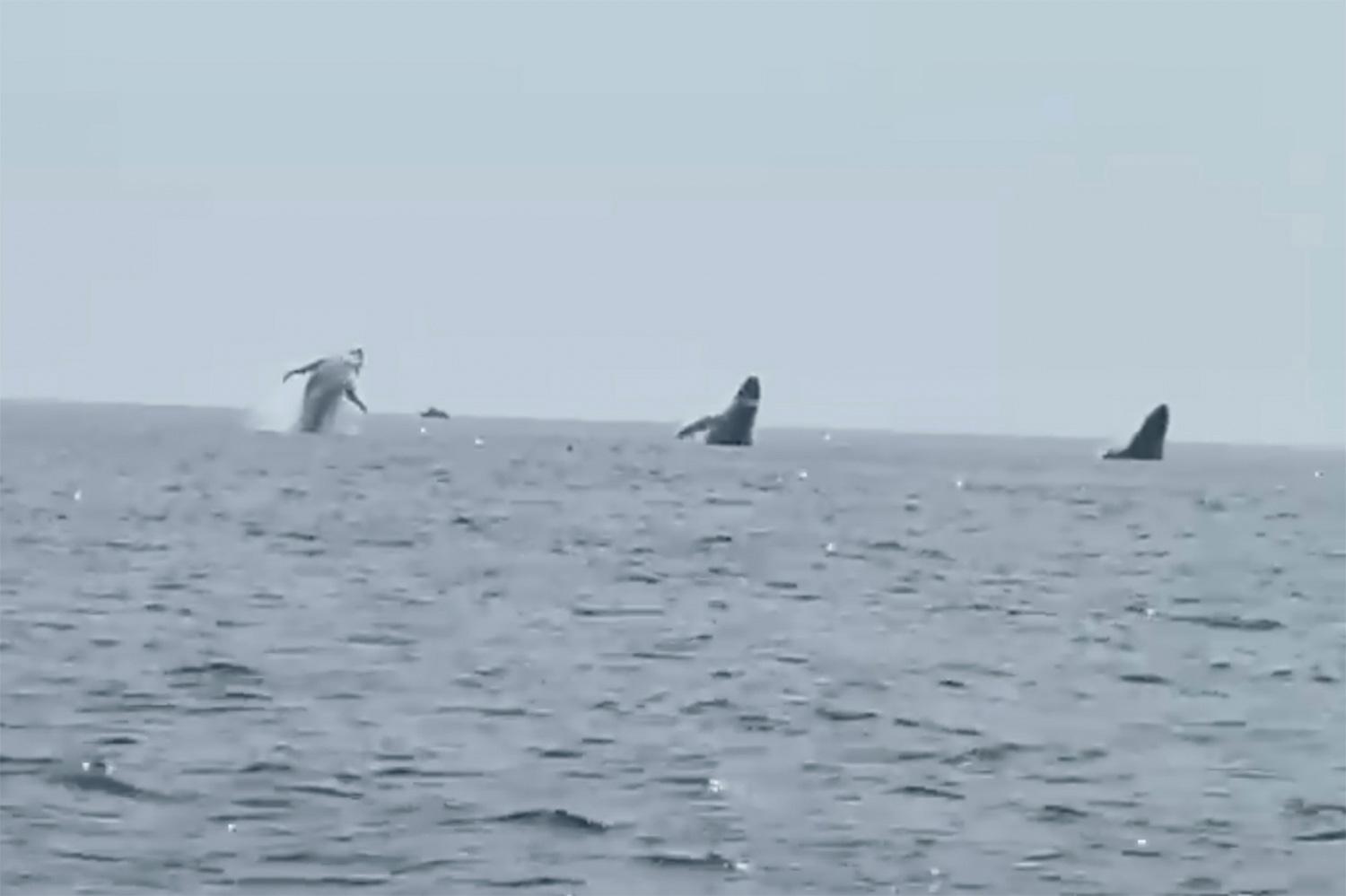 Three humpback whales leaping at the same time.