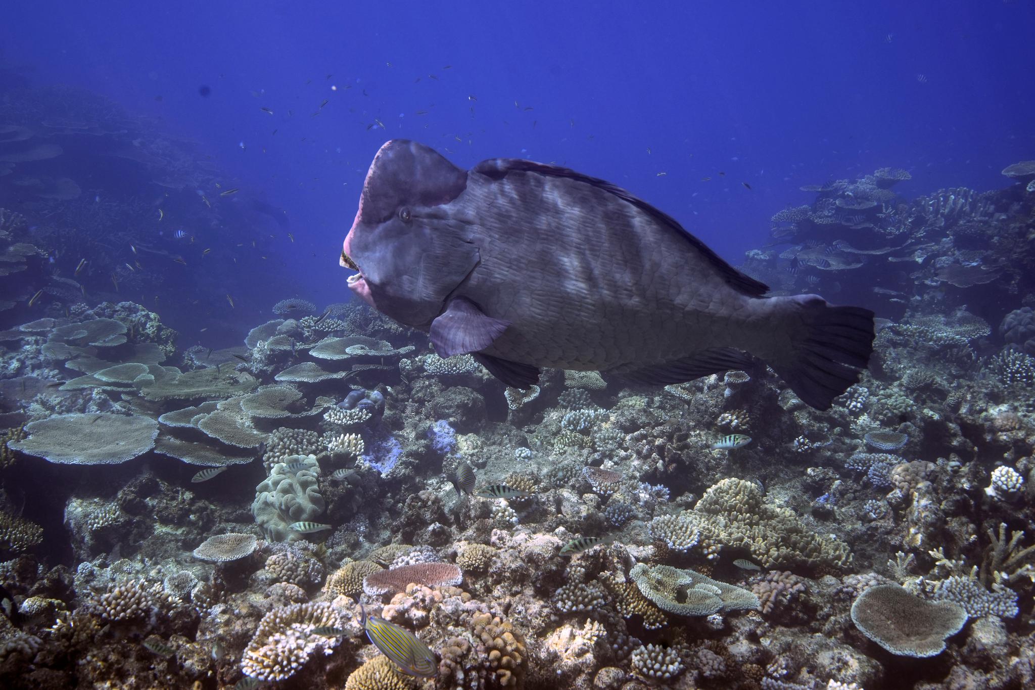 A Bumphead parrotfish swims above corals on Moore Reef in Gunggandji Sea Country off the coast of Queensland in eastern Australia on Nov. 13, 2022.