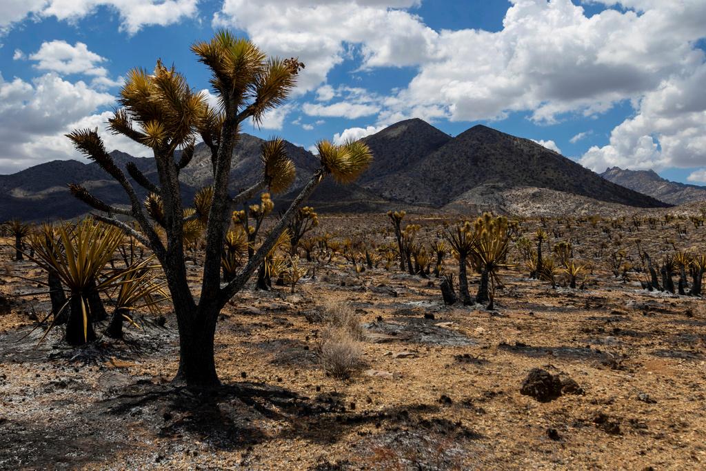 Burned landscape from the York Fire in the Mojave National Preserve 