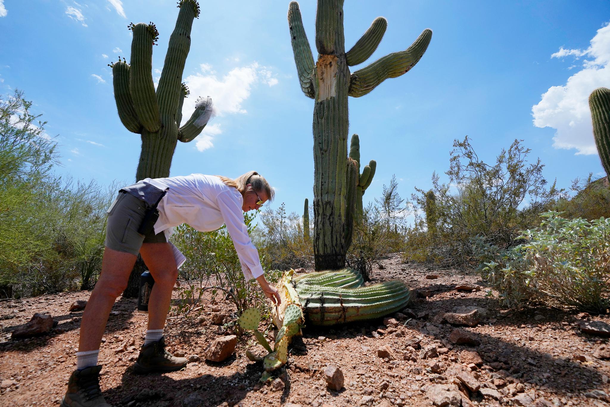 Kristen Kindl, Living Collections Coordinator at the Desert Botanical Garden, examines a damaged saguaro cactus after multiple arms dropped off the cactus at the Desert Botanical Garden Wednesday, Aug. 2, 2023, in Phoenix.